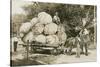 Gigantic Cabbages on Wagon-null-Stretched Canvas