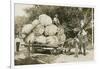 Gigantic Cabbages on Wagon-null-Framed Art Print