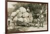 Gigantic Cabbages on Wagon-null-Framed Art Print