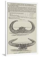 Gigantic Horns Found in Cumberland-null-Framed Giclee Print