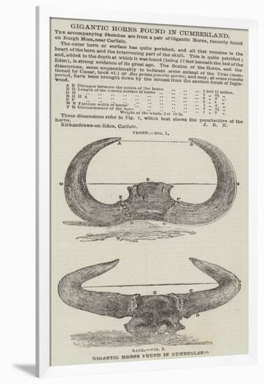 Gigantic Horns Found in Cumberland-null-Framed Giclee Print