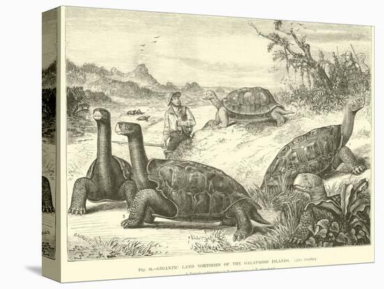 Gigantic Land Tortoises of the Galapagos Islands-null-Stretched Canvas