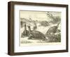 Gigantic Land Tortoises of the Galapagos Islands-null-Framed Giclee Print