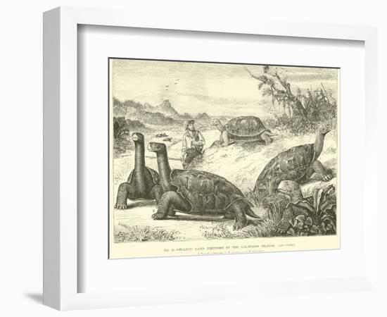 Gigantic Land Tortoises of the Galapagos Islands-null-Framed Giclee Print
