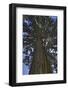 Gigantic sequoia, Sequoiadendron giganteum, island Mainau, Lake of Constance, Germany-Christian Zappel-Framed Photographic Print