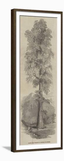 Gigantic Tree (Wrllingtonia Gigantea), in California-null-Framed Giclee Print