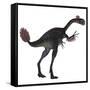 Gigantoraptor Dinosaur on White Background-Stocktrek Images-Framed Stretched Canvas