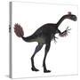 Gigantoraptor Dinosaur on White Background-Stocktrek Images-Stretched Canvas