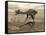 Gigantoraptor Dinosaur Walking on Rocky Terrain-null-Framed Stretched Canvas