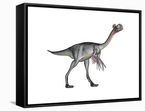 Gigantoraptor Dinosaur, White Background-null-Framed Stretched Canvas