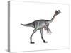 Gigantoraptor Dinosaur, White Background-null-Stretched Canvas