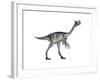 Gigantoraptor Dinosaur, White Background-null-Framed Art Print