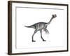 Gigantoraptor Dinosaur, White Background-null-Framed Art Print