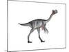 Gigantoraptor Dinosaur, White Background-null-Mounted Art Print