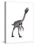 Gigantoraptor Dinosaur, White Background-null-Stretched Canvas