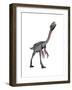 Gigantoraptor Dinosaur, White Background-null-Framed Art Print