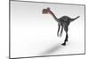 Gigantoraptor Dinosaur, White Background-null-Mounted Art Print