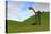 Gigantoraptor in a Grassy Field-null-Stretched Canvas