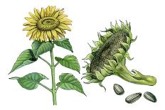 Sunflower (Heliantus Annuus)-Giglioli E.-Framed Giclee Print