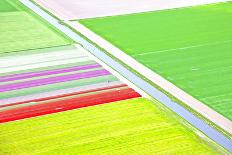 Dutch Colourful Flower Field from Above-gigra-Photographic Print