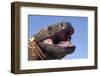 Gila monster (Heloderma suspectum) Arizona, USA. Captive.-Daniel Heuclin-Framed Photographic Print