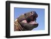 Gila monster (Heloderma suspectum) Arizona, USA. Captive.-Daniel Heuclin-Framed Photographic Print