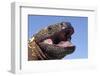 Gila monster (Heloderma suspectum) Arizona, USA. Captive.-Daniel Heuclin-Framed Photographic Print