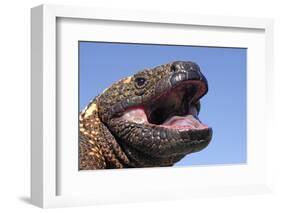 Gila monster (Heloderma suspectum) Arizona, USA. Captive.-Daniel Heuclin-Framed Photographic Print