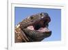 Gila monster (Heloderma suspectum) Arizona, USA. Captive.-Daniel Heuclin-Framed Photographic Print