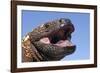 Gila monster (Heloderma suspectum) Arizona, USA. Captive.-Daniel Heuclin-Framed Photographic Print