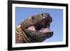 Gila monster (Heloderma suspectum) Arizona, USA. Captive.-Daniel Heuclin-Framed Photographic Print