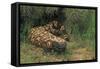 Gila Monster in Saguaro Cactus "Boot"-null-Framed Stretched Canvas