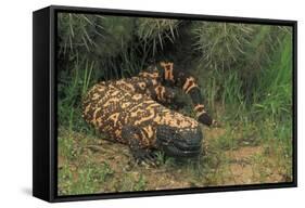 Gila Monster in Saguaro Cactus "Boot"-null-Framed Stretched Canvas