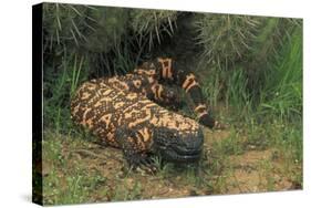 Gila Monster in Saguaro Cactus "Boot"-null-Stretched Canvas