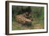 Gila Monster in Saguaro Cactus "Boot"-null-Framed Photographic Print