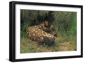Gila Monster in Saguaro Cactus "Boot"-null-Framed Photographic Print