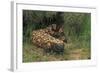 Gila Monster in Saguaro Cactus "Boot"-null-Framed Photographic Print