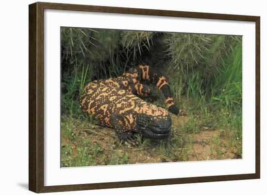 Gila Monster in Saguaro Cactus "Boot"-null-Framed Photographic Print