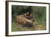 Gila Monster in Saguaro Cactus "Boot"-null-Framed Photographic Print