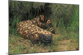Gila Monster in Saguaro Cactus "Boot"-null-Mounted Photographic Print
