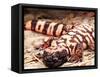 Gila Monster, Native to Southwestern USA-David Northcott-Framed Stretched Canvas