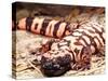 Gila Monster, Native to Southwestern USA-David Northcott-Stretched Canvas