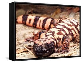 Gila Monster, Native to Southwestern USA-David Northcott-Framed Stretched Canvas