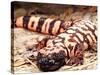 Gila Monster, Native to Southwestern USA-David Northcott-Stretched Canvas