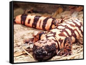 Gila Monster, Native to Southwestern USA-David Northcott-Framed Stretched Canvas