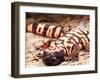 Gila Monster, Native to Southwestern USA-David Northcott-Framed Premium Photographic Print