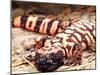 Gila Monster, Native to Southwestern USA-David Northcott-Mounted Premium Photographic Print