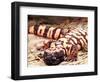 Gila Monster, Native to Southwestern USA-David Northcott-Framed Photographic Print