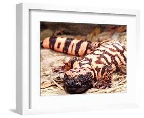 Gila Monster, Native to Southwestern USA-David Northcott-Framed Photographic Print