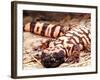 Gila Monster, Native to Southwestern USA-David Northcott-Framed Photographic Print